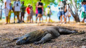 Pemprov NTT Klaim Akan Terima Masukan UNESCO soal Komodo