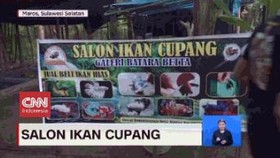 VIDEO: Salon Ikan Cupang