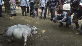 FOTO: Berjumpa dengan Rani, Sapi Terkecil dari Bangladesh