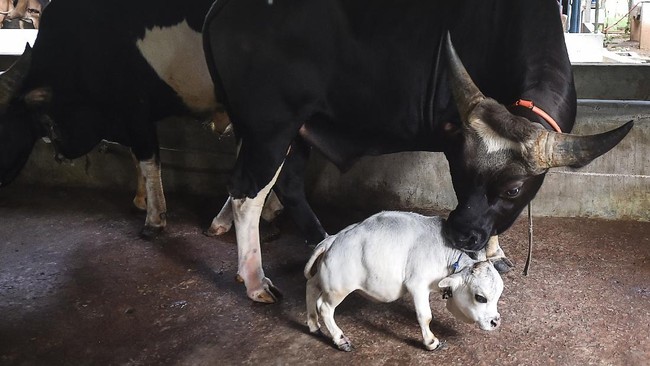 FOTO: Berjumpa dengan Rani, Sapi Terkecil dari Bangladesh