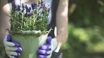 LAVENDER HINGGA POHON JERUK