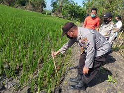 Petani di Jombang Tewas Tersetrum Jebakan Tikus Listrik Miliknya
