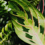 Kiat Merawat Tanaman Hias Calathea Agar Rimbun dan Tetap Sehat