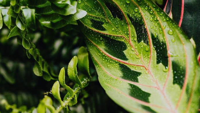 Kiat Merawat Tanaman Hias Calathea Agar Rimbun dan Tetap Sehat