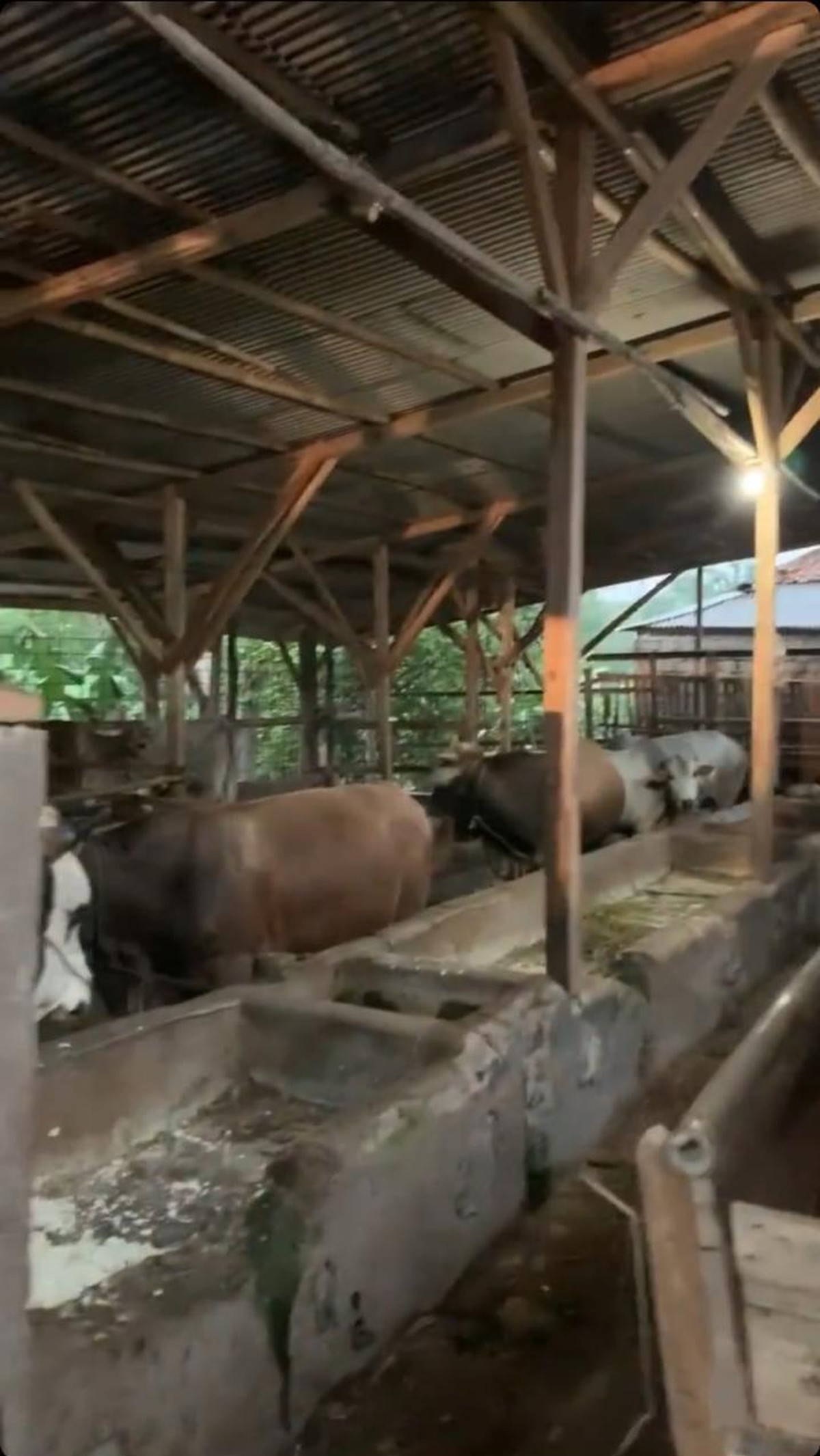 Detik-detik Jenita Janet Menangis Terharu Saat Diberi Kado Peternakan Oleh Suami