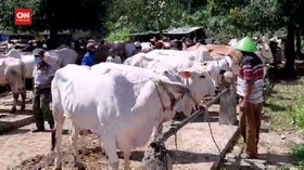 VIDEO: PPKM Darurat Jawa Berdampak Penjualan Hewan Kurban