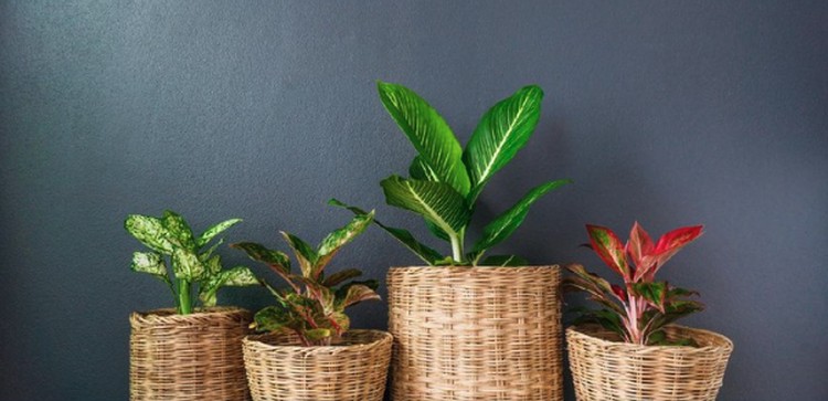 PPKM Bikin Bunda Ingin Berkebun? Ini 5 Tips Menanam Tanaman Hias untuk Pemula Bagi pemula, mungkin Bunda bingung mulai menanam tanaman hias agar tak bosan selama PPKM. Yuk simak cara menanam tanaman hias untuk pemula.