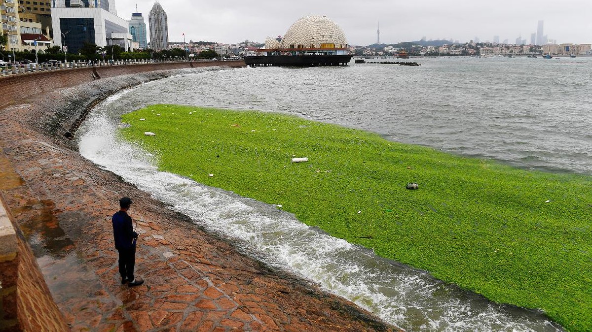 FOTO: Ganggang Ancam Kehidupan Laut di Kota Pelabuhan China