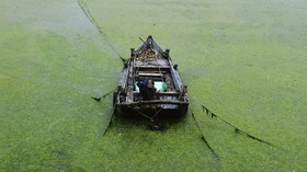 FOTO: Ganggang Ancam Kehidupan Laut di Kota Pelabuhan China