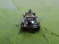 FOTO: Ganggang Ancam Kehidupan Laut di Kota Pelabuhan China