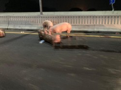 Kecelakaan Bikin Babi-babi Lepas dari Kandang Berkeliaran di Tol Layang