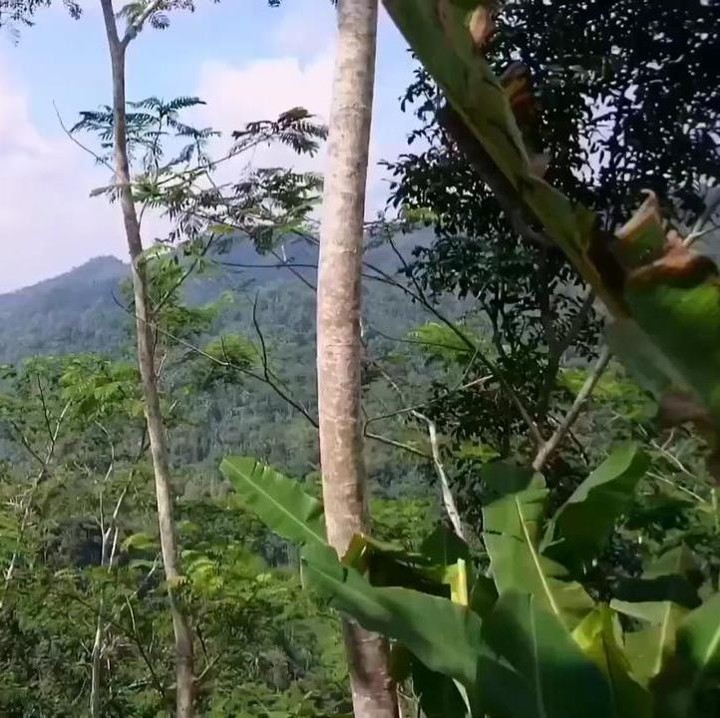 <p>Melanjutkan perjalanan, Ibra menjoba untuk naik ke sebuah bukit dan melihat pemandangan dari atas, Bunda. Asri dan sejuk banget, ya! (Foto: YouTube Ibra Muhammad Ijal)</p>