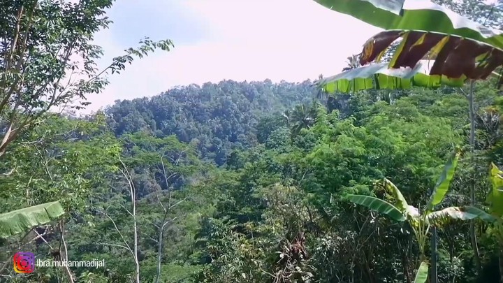 7 Potret Kampung Indah di Tengah Hutan Kulon Progo, Asri dan Sejuk - Foto 1