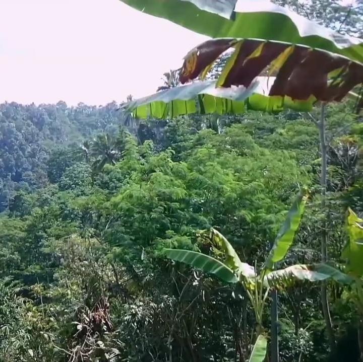 <p>Seorang YouTuber bernama Ibra membagikan video blog-nya tentang perkampungan indah, Kaliduren, yang terletak di daerah Kulon Progo, Bunda. Selain suasananya yang tenang, penduduknya juga ramah, lho. (Foto: YouTube Ibra Muhammad Ijal)</p>