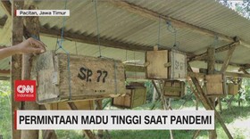 VIDEO: Permintaan Madu Tinggi Saat Pandemi
