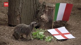 VIDEO: Meerkat Prediksi Inggris Juara Euro 2020