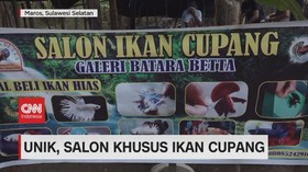 VIDEO: Unik, Salon Khusus Ikan Cupang