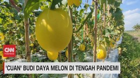 VIDEO: 'Cuan' Budi Daya Melon di Tengah Pandemi