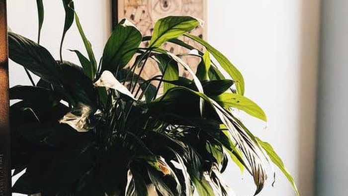 5 Tanaman Hias Pembersih Udara untuk Indoor dan Perawatannya Mudah