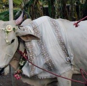 5 Tradisi Sambut Idul Adha dari Berbagai Daerah yang Unik Banget!