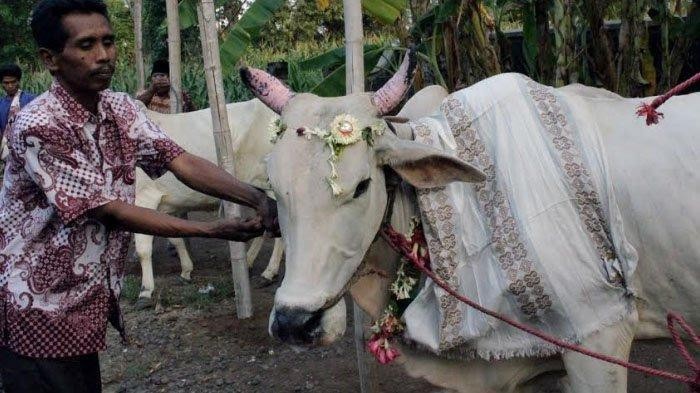 5 Tradisi Sambut Idul Adha dari Berbagai Daerah yang Unik Banget! 5 Tradisi Sambut Idul Adha dari Berbagai Daerah yang Unik Banget!