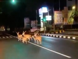 Viral Rusa Keliaran di Jalanan Denpasar Saat PPKM Darurat, Ini Faktanya