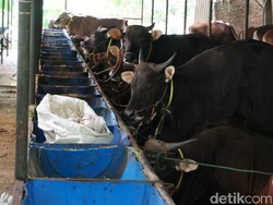 Wisata Kurban, Pilih-pilih Sapi dan Kambing di Tengah Kebun sembari Mencicip Susu Etawa