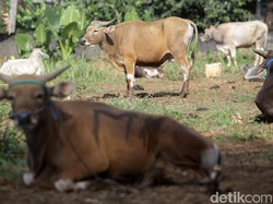 Video Sapi Kurban di Cianjur Ngamuk Sampai Masuk Sungai