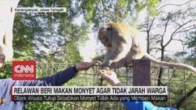 VIDEO: Relawan Beri Makan Monyet Agar Tidak Jarah Warga