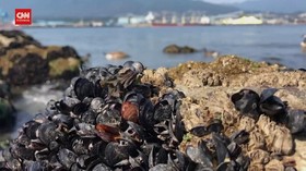 VIDEO: Kerang Mati Tersapu Gelombang Panas Kanada