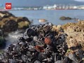 VIDEO: Kerang Mati Tersapu Gelombang Panas Kanada