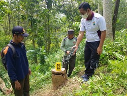 Berawal dari Kecelakaan, Kasus Illegal Logging di Trenggalek Terbongkar