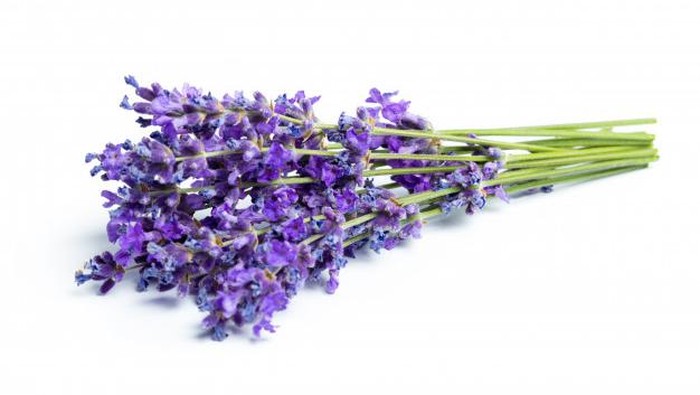 Wajib Punya, 7 Jenis Tanaman Hias Penghilang Stress