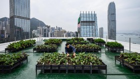 FOTO: Berkebun di Atap Gedung Pencakar Langit Hong Kong