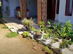 Ada Kucing Sering BAB di Depan Rumah? Cegah Pakai 5 Tanaman Ini