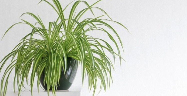 TANAMAN PISANG HINGGA ZZ PLANT Yuk ajari anak menananm tanaman hias sendiri di rumah agar tidak bosan selama PPKM. Kenali tujuh tanaman hias yang aman untuk ajari anak berkebun di rumah.