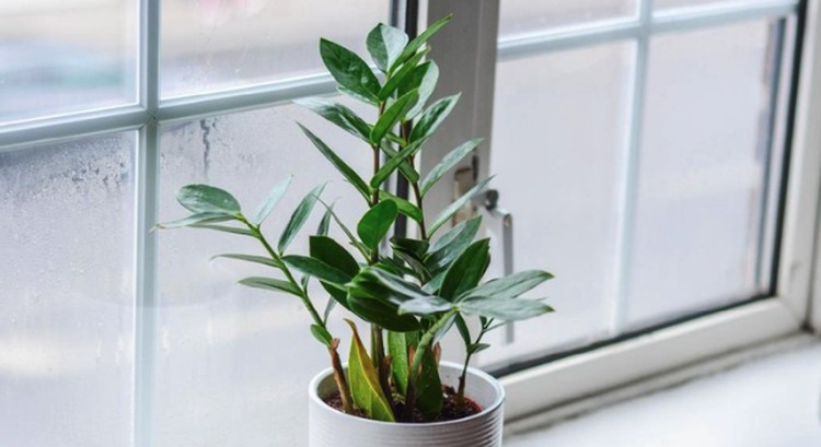 7 Tanaman Hias yang Aman untuk Ajari Anak Berkebun di Rumah Yuk ajari anak menananm tanaman hias sendiri di rumah agar tidak bosan selama PPKM. Kenali tujuh tanaman hias yang aman untuk ajari anak berkebun di rumah.