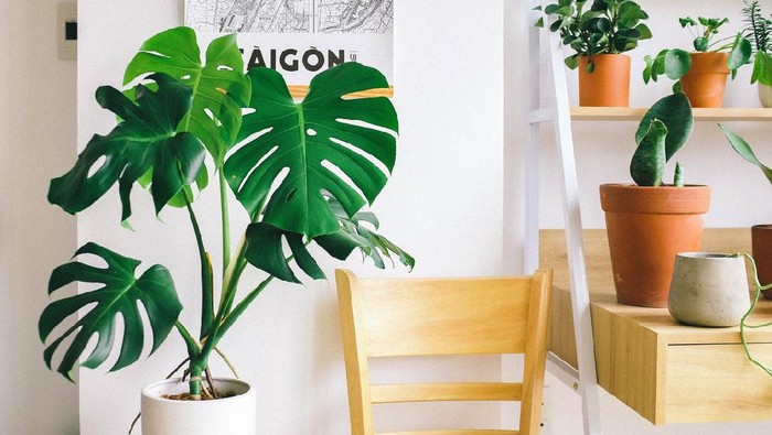 Perawatan Tanaman Hias Indoor: Suplemen dan Pupuk yang Diperlukan