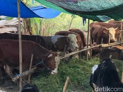 Sepekan Jelang Idul Adha, Omzet Pedagang Hewan Kurban di Surabaya Masih Landai