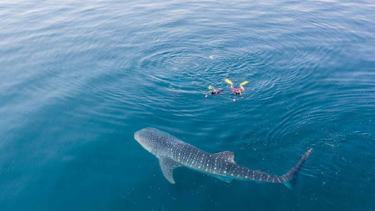 Marak Hiu Paus Terluka di Laut Indonesia, Perahu Wisata Ikut Andil