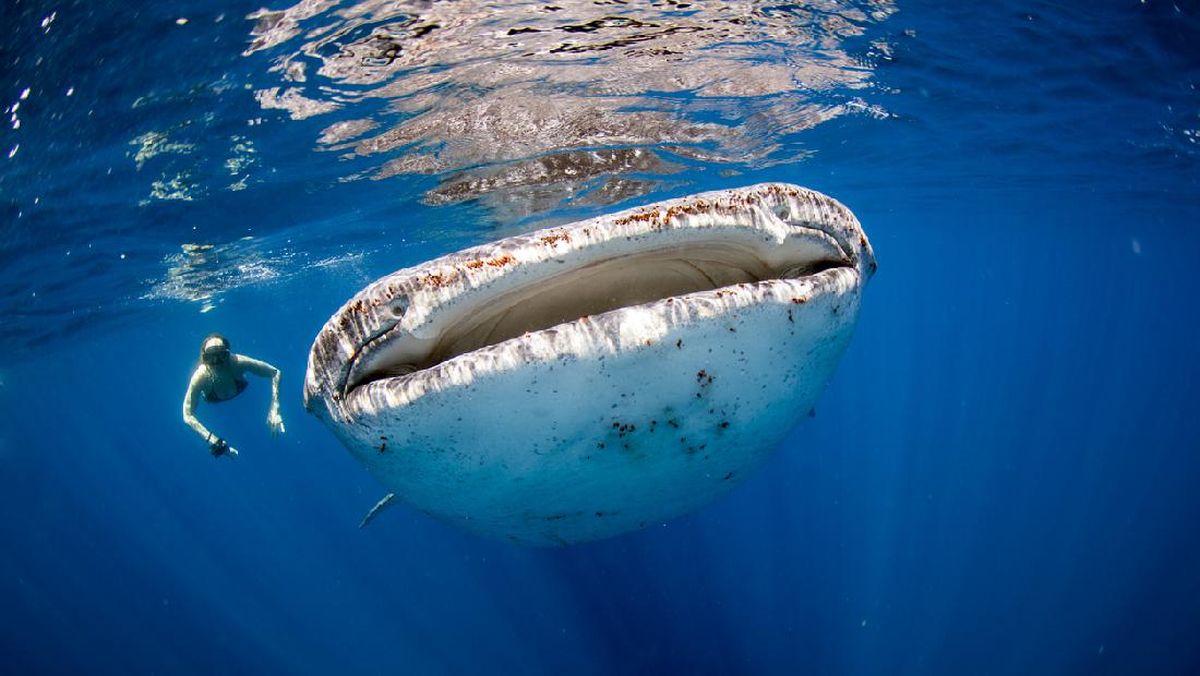 Usulan Teluk Saleh NTB Jadi Konservasi Hiu Paus demi Edukasi Wisatawan