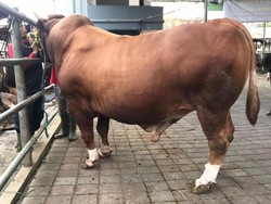 5 Fakta Sapi Limosin, Sapi Sultan Seharga Rp 100 Juta