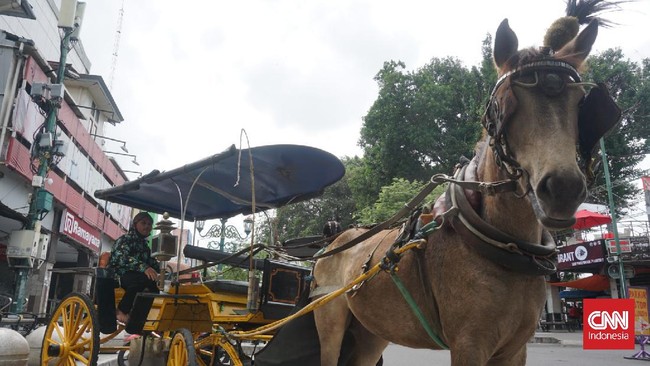 Seorang kusir andong mengibaratkan 'kuda makan kuda' ketika dia terpaksa menjual salah satu peliharaannya mencari nafkah agar bisa beli makanan kuda yang lain.