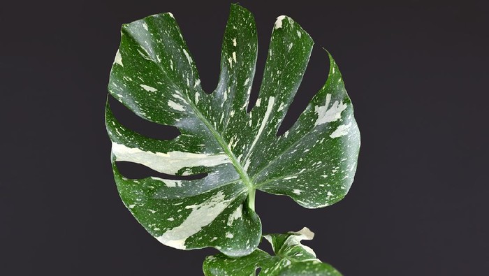 Close up of single tropical white sprinkled leaf of rare variegated exotic 'Monstera Deliciosa Thai Constellation' house plant on dark black background