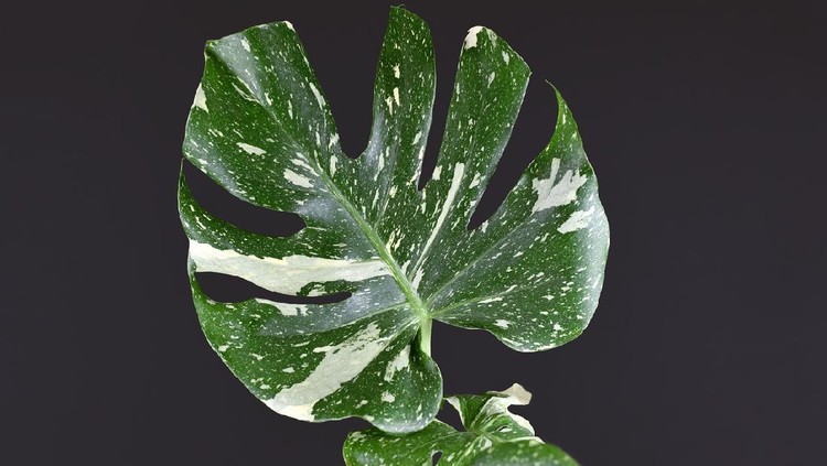 Close up of single tropical white sprinkled leaf of rare variegated exotic 'Monstera Deliciosa Thai Constellation' house plant on dark black background