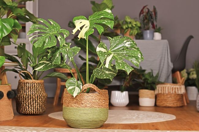  Cara  Merawat  Tanaman Hias Monstera Variegata dari Pakar 