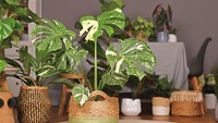 Terpopuler: Jenis-jenis Monstera - Alasan Cerai Ririn Dwi Ariyanti & Aldi Bragi