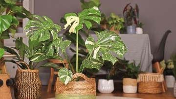 TANAMAN MONSTERA JENIS OBLIQUA HINGGA KARSTENIANUM