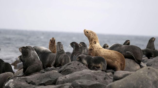 2.500 Anjing Laut Terancam Punah Mati Misterius di Pantai Rusia Sekitar 2.500 anjing laut yang hampir punah ditemukan mati di pantai Laut Kaspia di Rusia selatan, pada Sabtu (3/12).