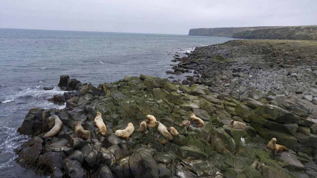 FOTO: Anjing Laut Berbulu Menuju Kepunahan di Alaska AS